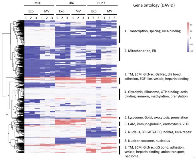 LDH Cytotoxicity Assay